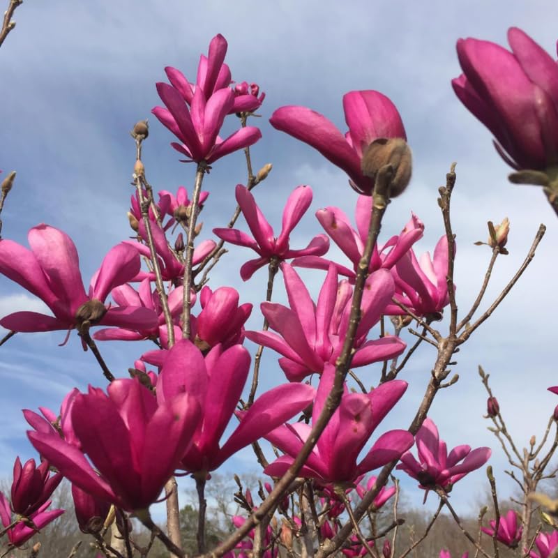 Ann Magnolia Tree Live Plant in 4-8 Inches, Fragrant Spring Blooms, Hardy Perennial Magnolia Flowers Potted Ready to Grow, Winter Dormant