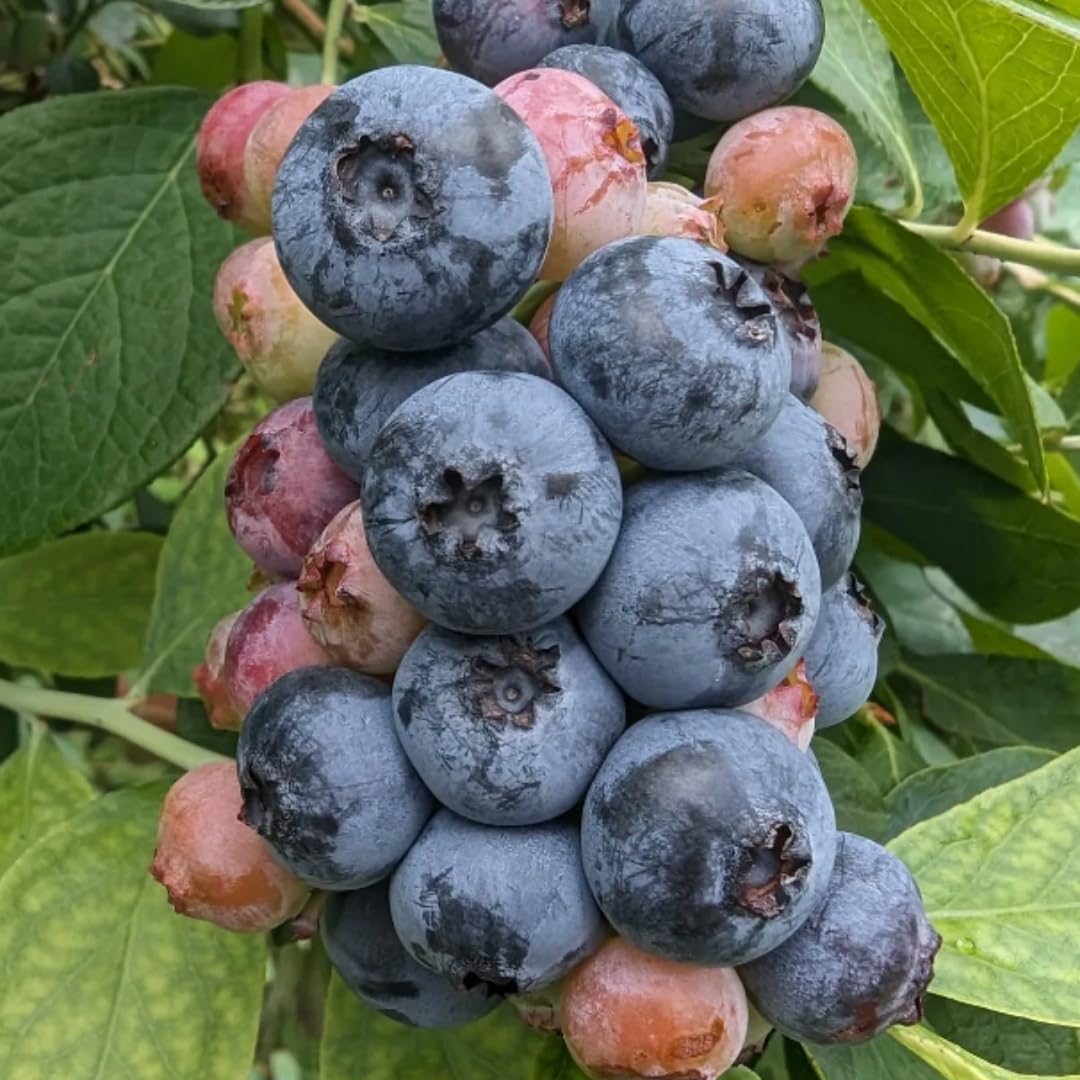 3 Years Old Blue to Purple Blueberry Bush Tree Live Plant 1-2 Feet Tall in 2 Gallon Pot, Blueberries Plants, High Yielding, Ready to Fruit, No CA