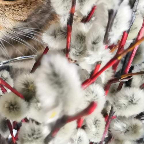 2 Dormant French Pussy Willow Trees Live Plants 6-12", Bare Root, Fast-Growing Cold Hardy, Dormant in Winter, 1 Year Old Willow