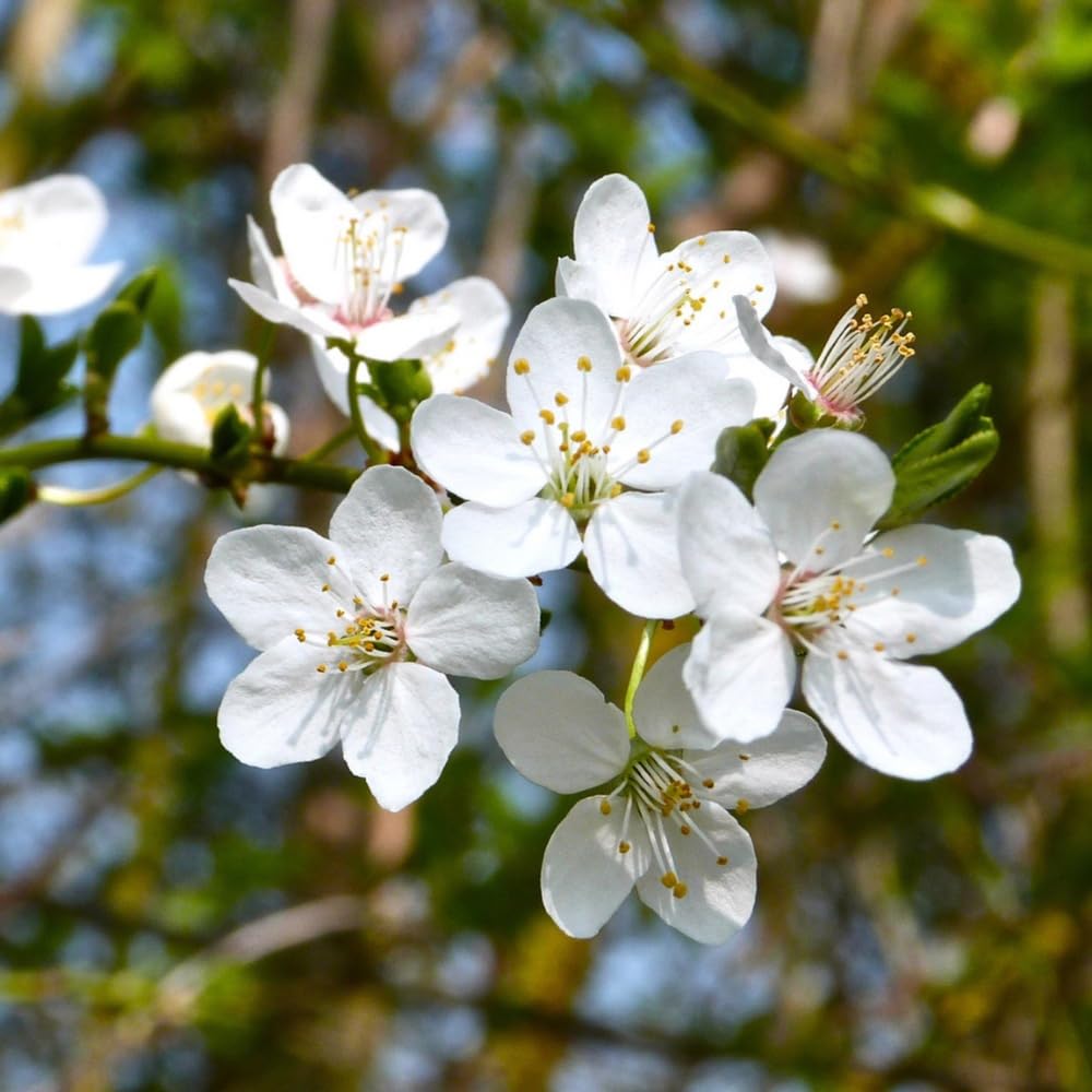 Cherry Blossom Tree Live Plant, 8-12" Tall, Ornamental Flowers for Outdoor Planting, in Pot (Snow Cherry)