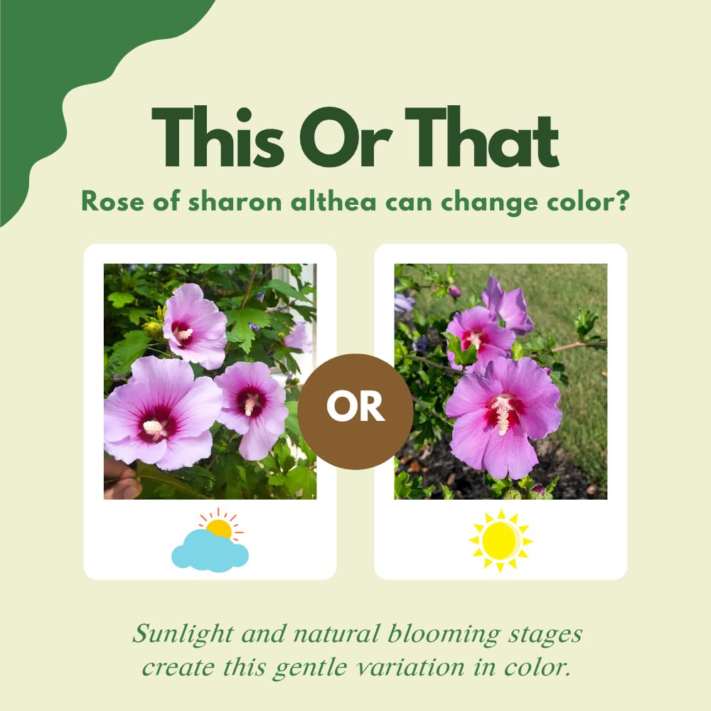 Pink Althea Rose of Sharon Plants Live Trees Seedlings, Quart Pot 6-12", Winter Hardy, Flowering Shrubs for Outdoor Planting, Multicolor on One Plant
