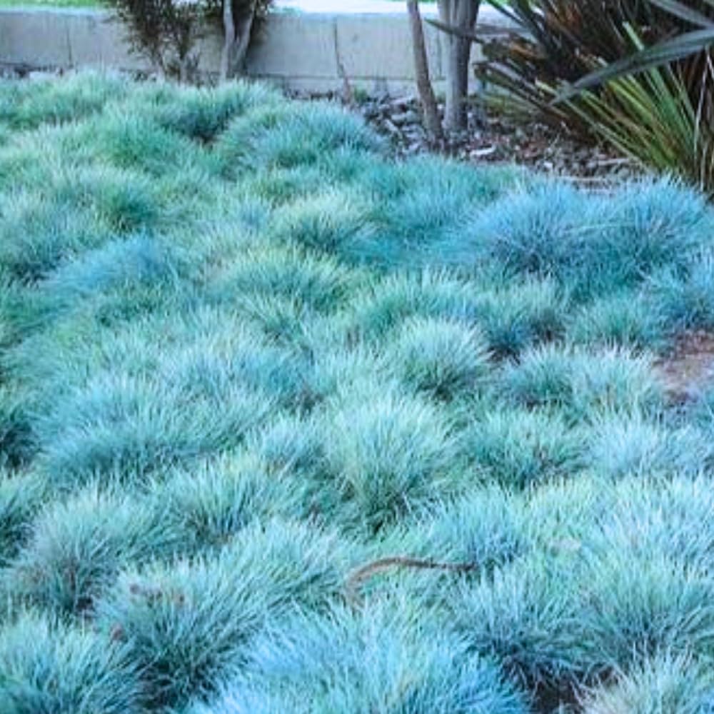 2 Blue Fescue Grass Plants Live, Ornamental Grass Live Plants, Blue Grass Seedings Indoor Outdoor