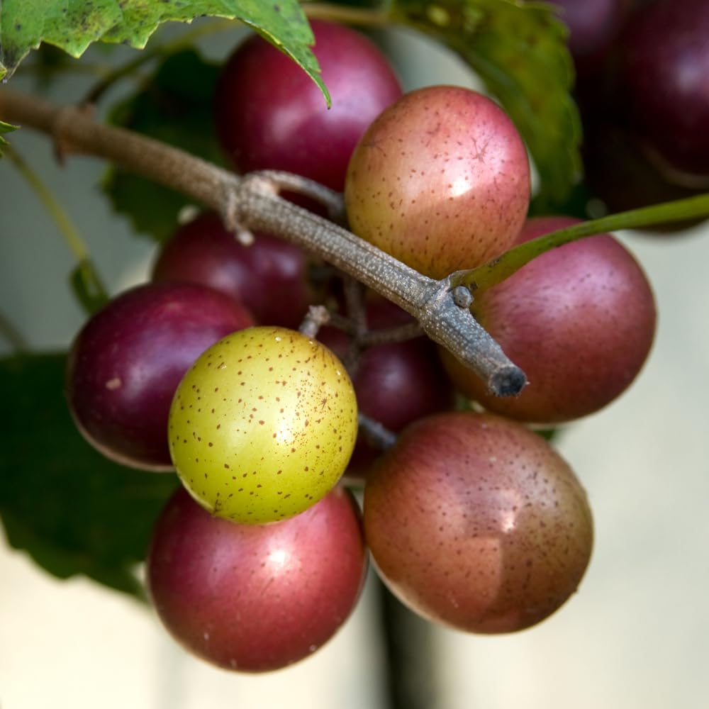 Muscadine Grape Vines Live Plants in 1 Gallon Pot, 20-24 Inches Tall, Sweet Fruit Vine for Outdoor Garden, Fast Growing Climbing Grape Vine, No Ship to CA