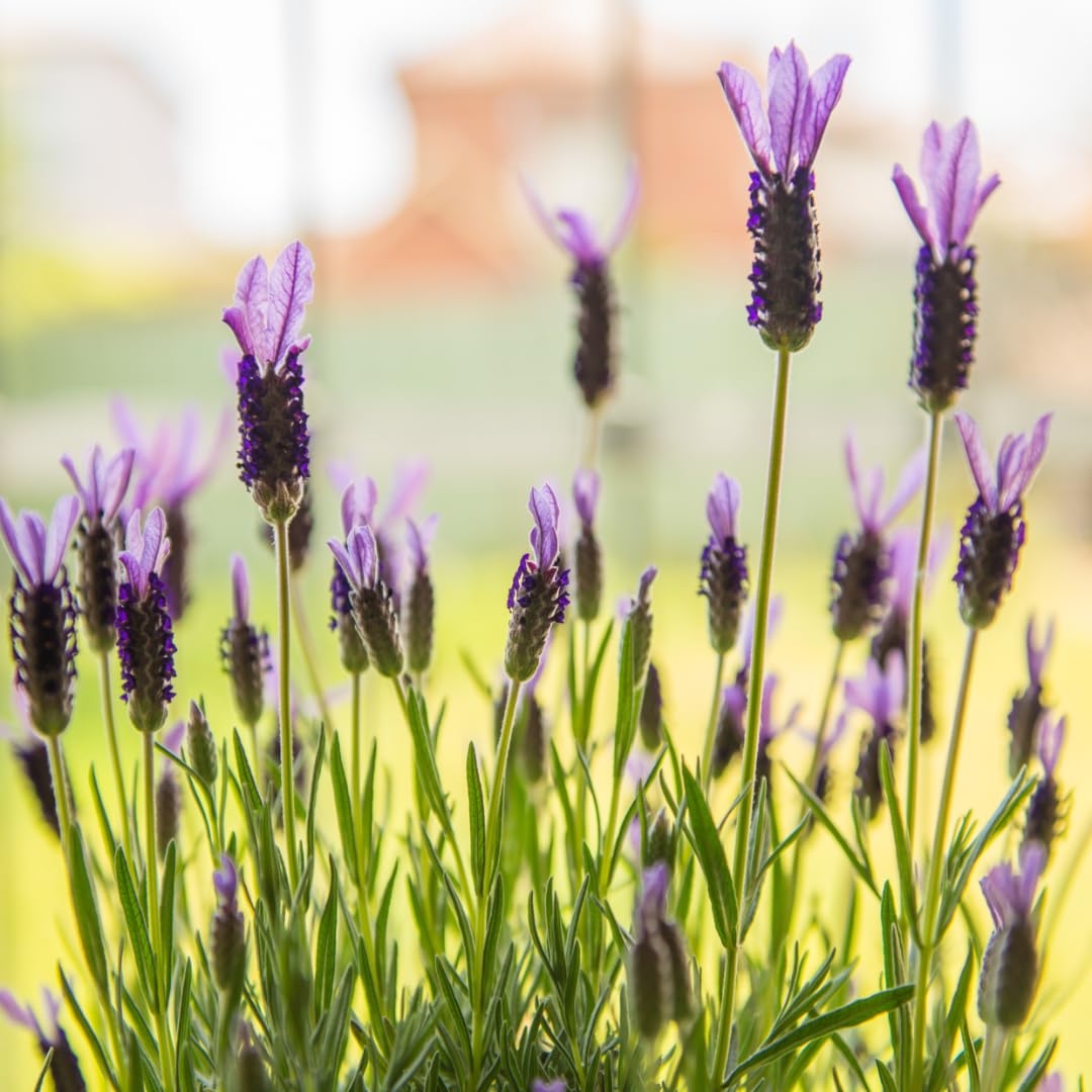 2 Lavender Plants, Live Lavender Flower Plant 2 to 4 Inch, Fragrant Shrub Indoor Outdoor Planting (Spanish Lavender)