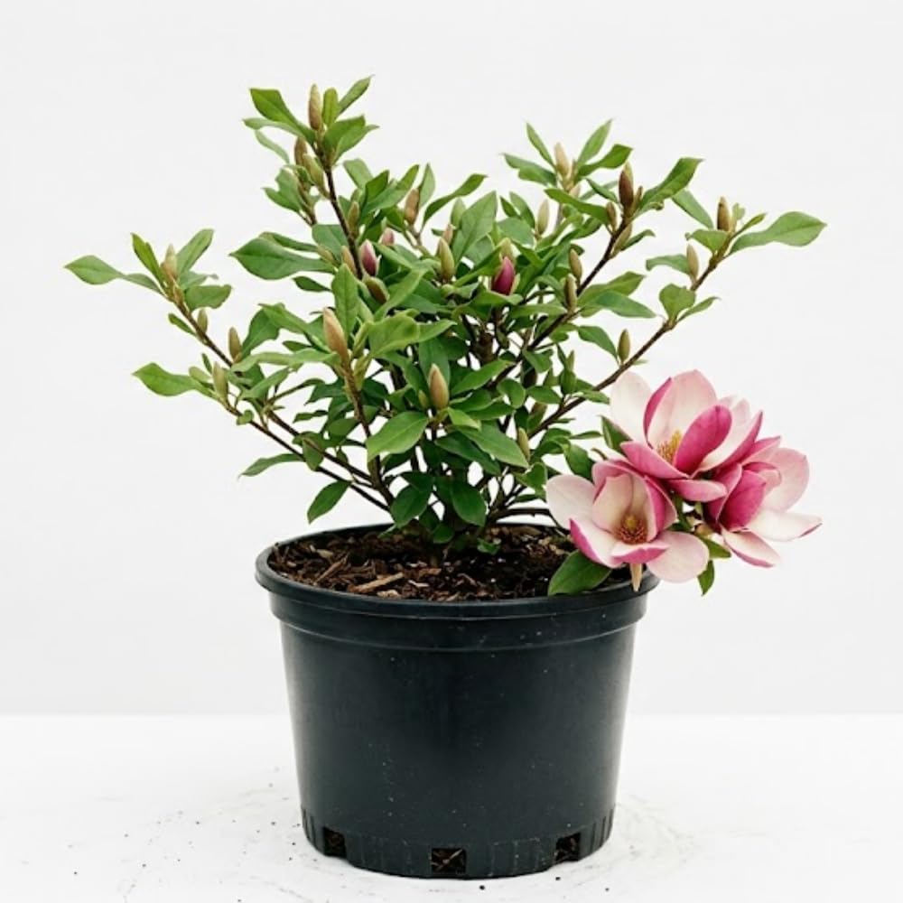 Jane Magnolia Live Plant, Fragrant Pink Magnolia Shrubs in 3 Gallon Pot, Cold Hardy, 2 to 3 Feet Height, No Ship to CA