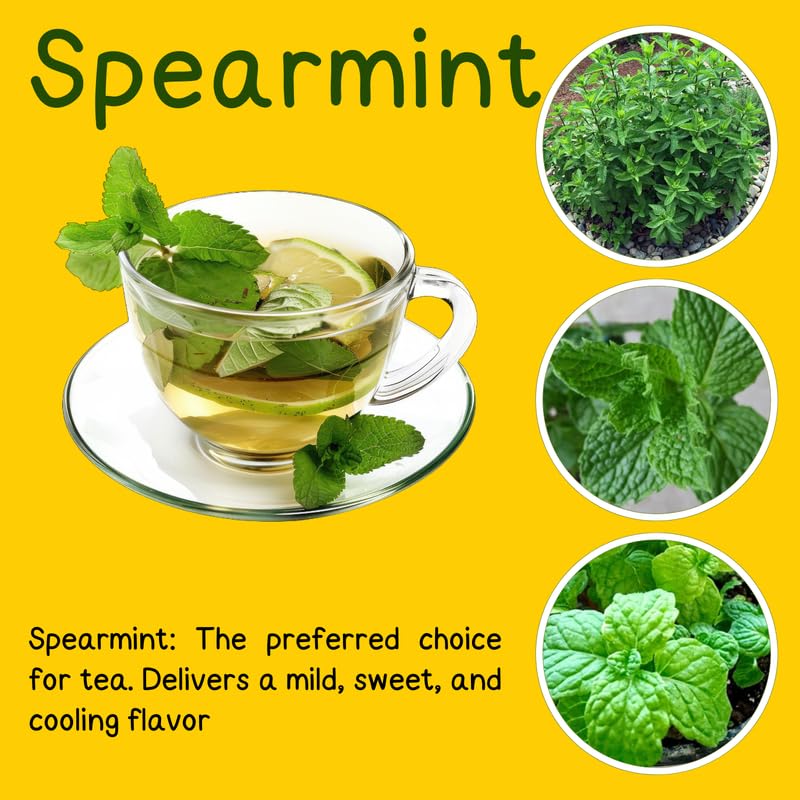4 Spearmint Plants Live for Spring Planting, Fragrant Culinary Herb Mint for Indoor Outdoor Zones 3-11, Very Hardy and Fast Growing, Size 4-7" in Tall