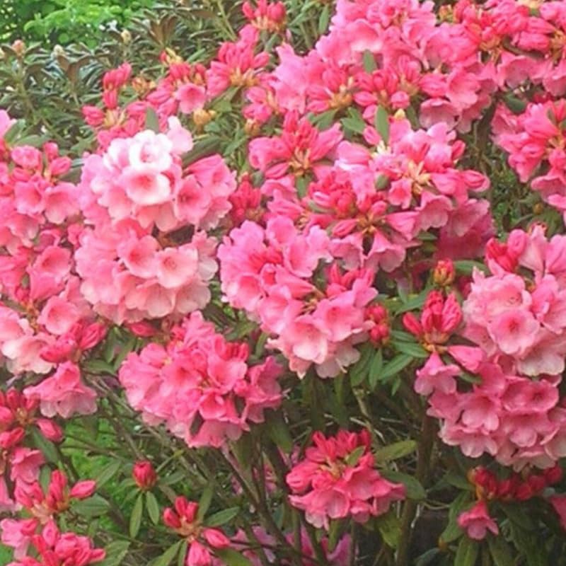 Pink Peach Color Rhododendron Plant Live, Azalea Plants, Rhododendron Azalea Bushes Ready to Plant, Live Shrubs for Outdoor Planting