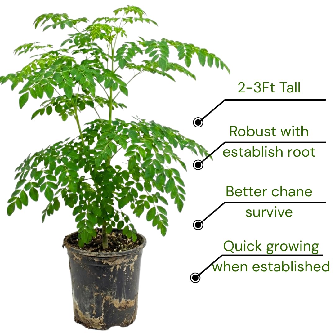 2 Feet Moringa Tree Live Plant in 1 Gallon Pot, 1 Years Old Seedling Moringa Oleifera, Hardy Drumstick Tree Ready to Grow