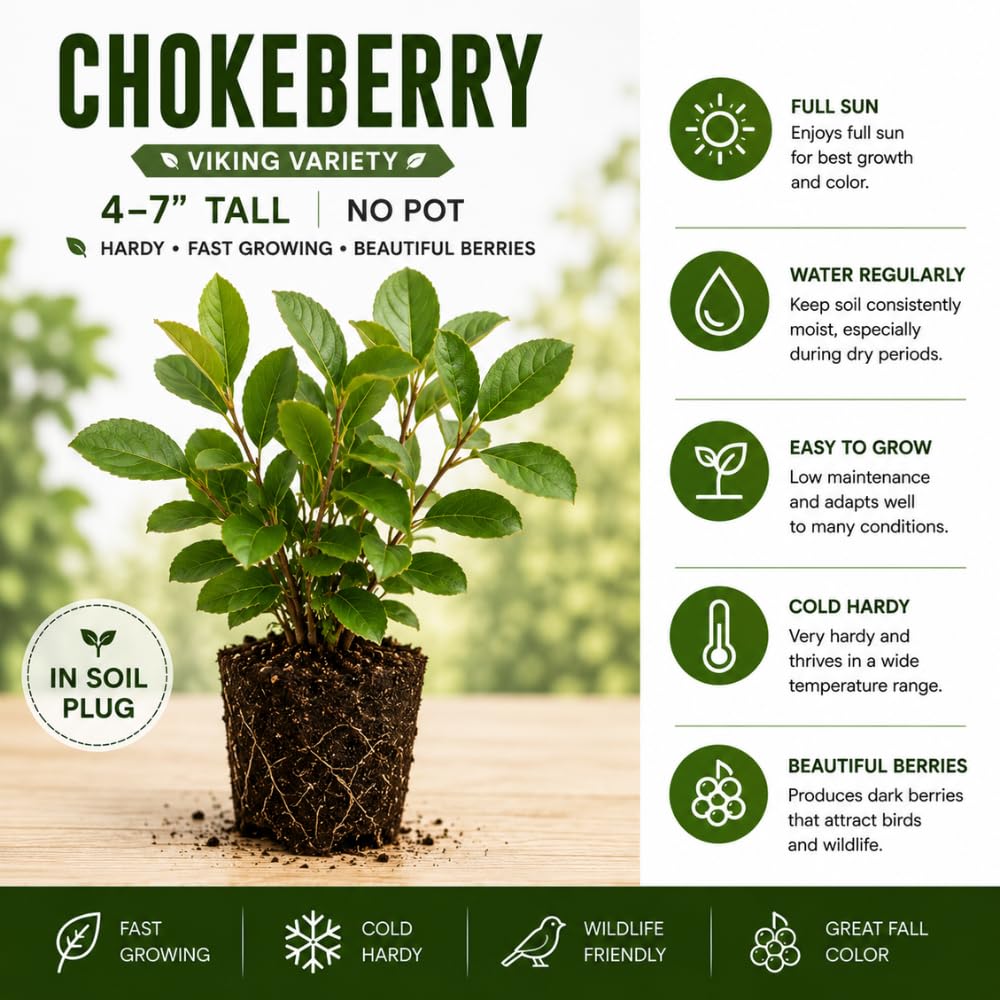 Black Chokeberry Live Plant, Berry Fruit for Garden Planting, 4-6" Tall