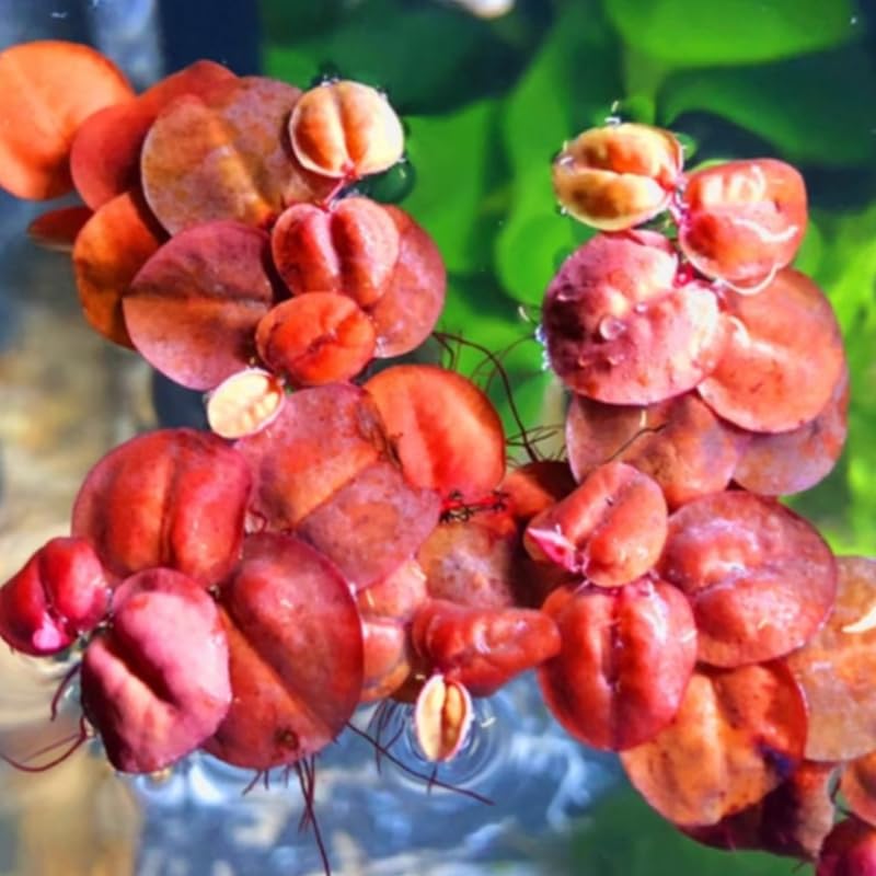 30 Red Root Floater Plants Live, Aquatic Plant Outdoor Indoor