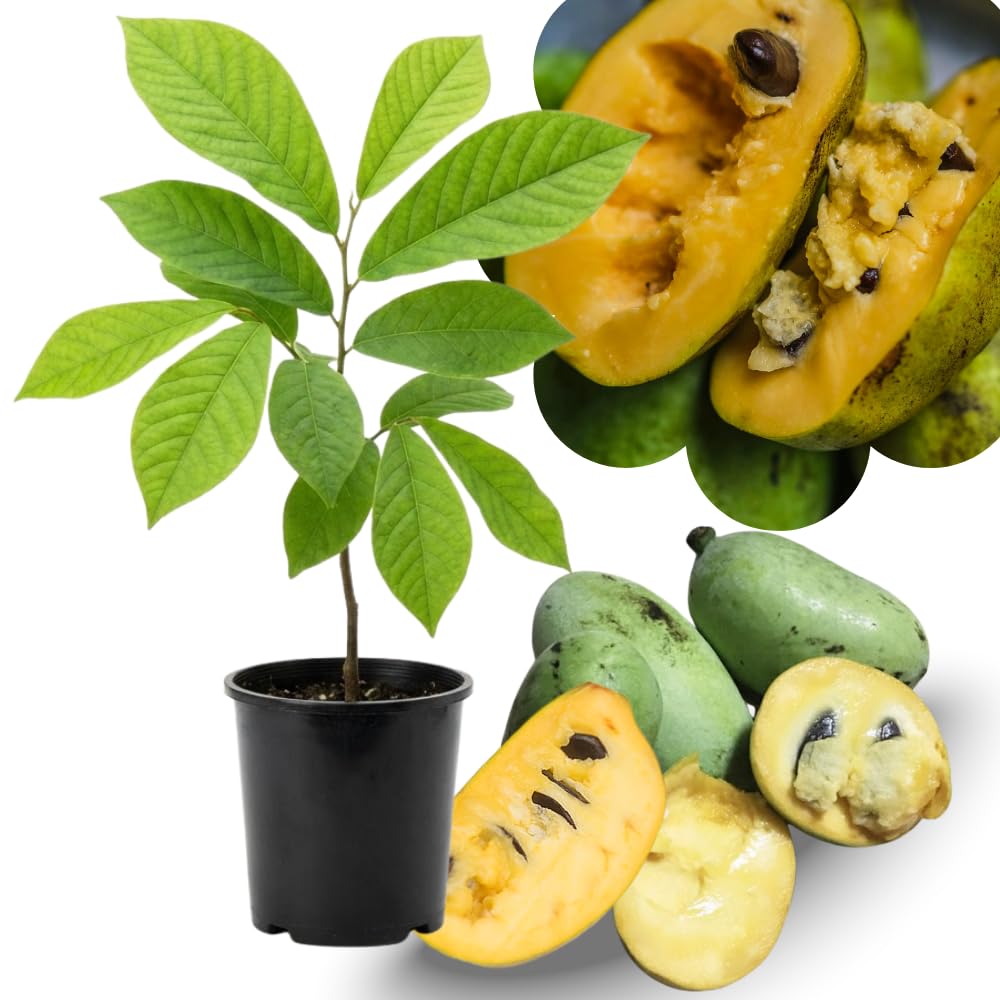 04 Pawpaw Trees Live Plants No Pot, 6-12" Paw Paw Live Plants for Spring Planting