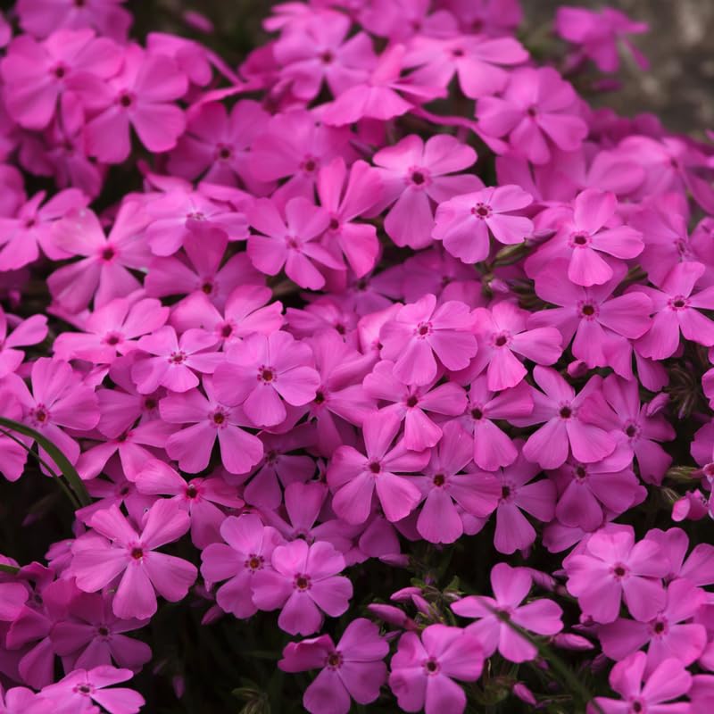 YOKEBOM Set 2 Pink Creeping Phlox Plants, Hardy Perennial Phlox Flowers, Vibrant Ground Cover for Garden and Landscape, Ready to Grow Plugs 3-5 Inches