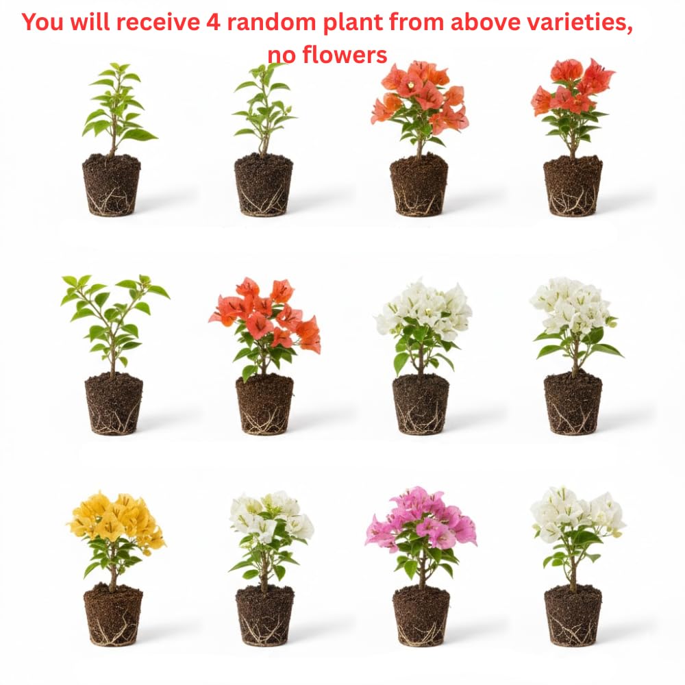 Set 4 Assorted Bougainvillea Plants Live, Bougainvillea Vine Plant, 4 to 6'' Tall, Climbing Flower Tropical Plant, No Pot
