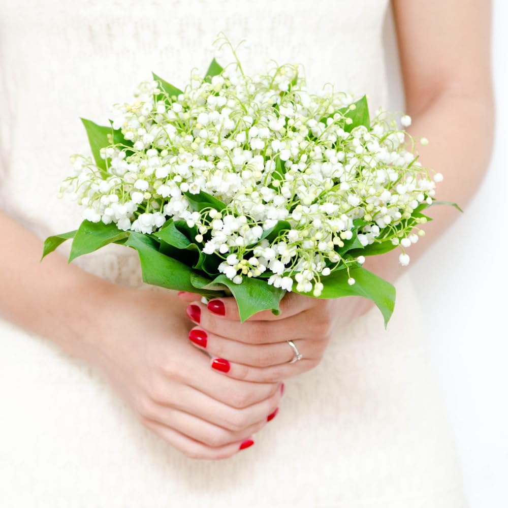 10 Lily of The Valley Roots for Planting, Hardy Perennial White Flowers, Fragrant Ground Cover Bulbs for Garden and Landscape