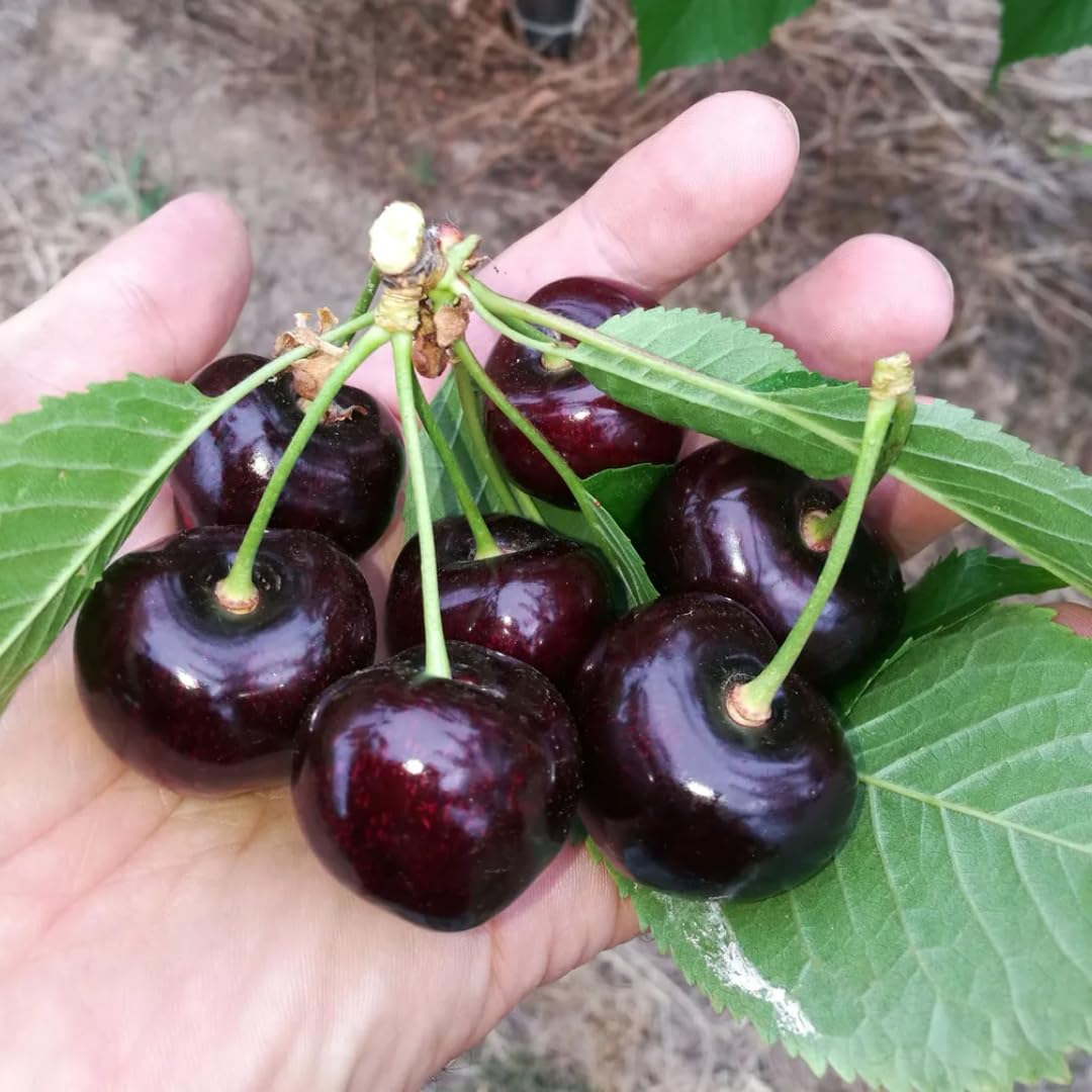 2 Black Cherry Trees Live Plants, 1-1.5 Feet Tall, Bare Root Dormant Sweet Cherry Fruit Trees for Outdoor Planting, Cold Hardy