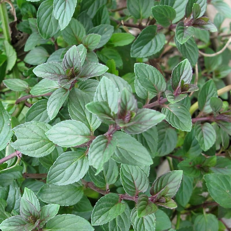 6 Chocolate Mint Herb Plants, Fully Rooted Mint Plants 4-7'' Tall, Easy Grow Indoor Outdoor