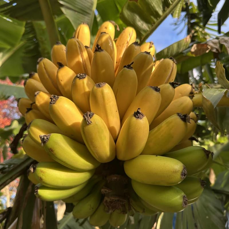 Sweet Tangy Banana Tree Live Plant, Well Rooted 4-8" Tall, Cold Hardy Tropical Banana Plant Live Well Rooted, Live Banana Fruit