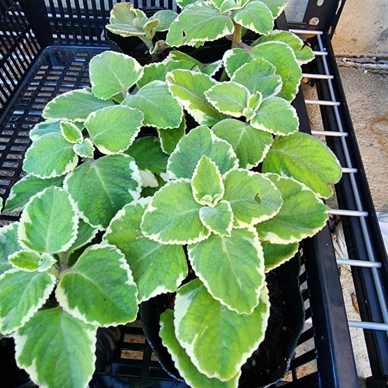 Set of 3 Variegated Oregano Plants Live, 4-6 Inches Tall, Mint Plants Live, Culinary Herb for Planting Indoor or Outdoor
