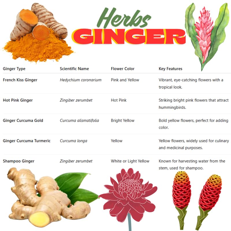 Ginger Curcuma Live Plant for Outdoor Planting, Very Hardy, Herbs Plants Perennial for Zones 8 to 11, Size 5-9" in Tall, No Pot, Shampoo Ginger Red Color