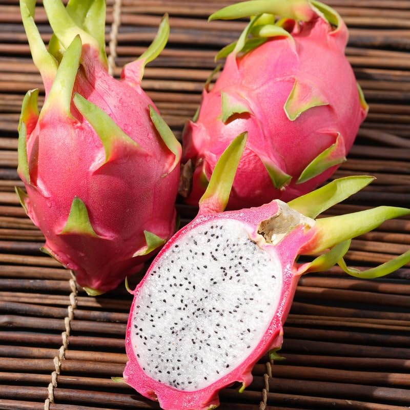 White Dragon Fruit Plant Live, 1 Gallon Potted Plant, Tropical Cactus Fruit Plant