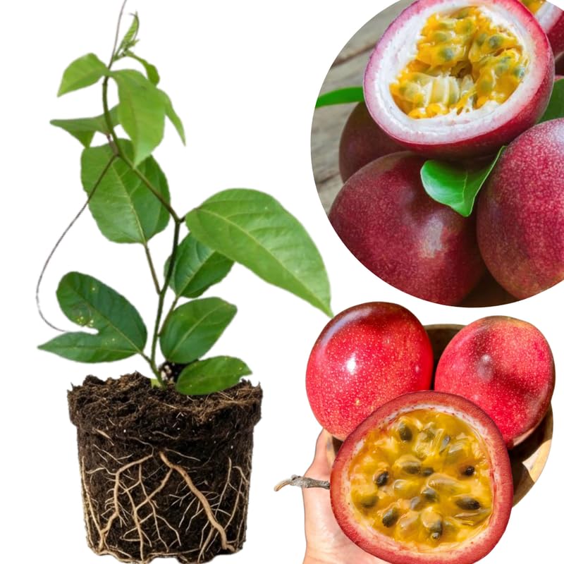 Red Passionfruit Tree Live Plant, Passion Fruit Vine Plant, 4-8 Inches Tall, Outdoor Planting, Very Fast-Growing Vines