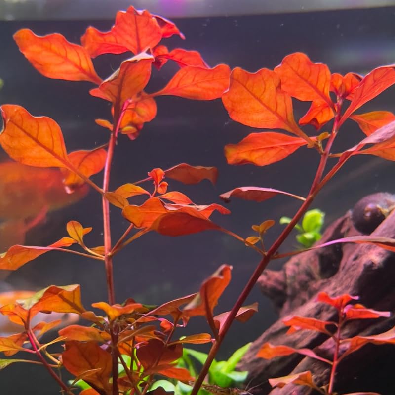 Super Red Ludwigia Aquarium Plants Live, Live Aquarium Tanks Ludwigia Aquatic Plants, No Root, 5 to 7 Stems, Live Aquarium Plants, Freshwater Aquarium for Planting Ponds