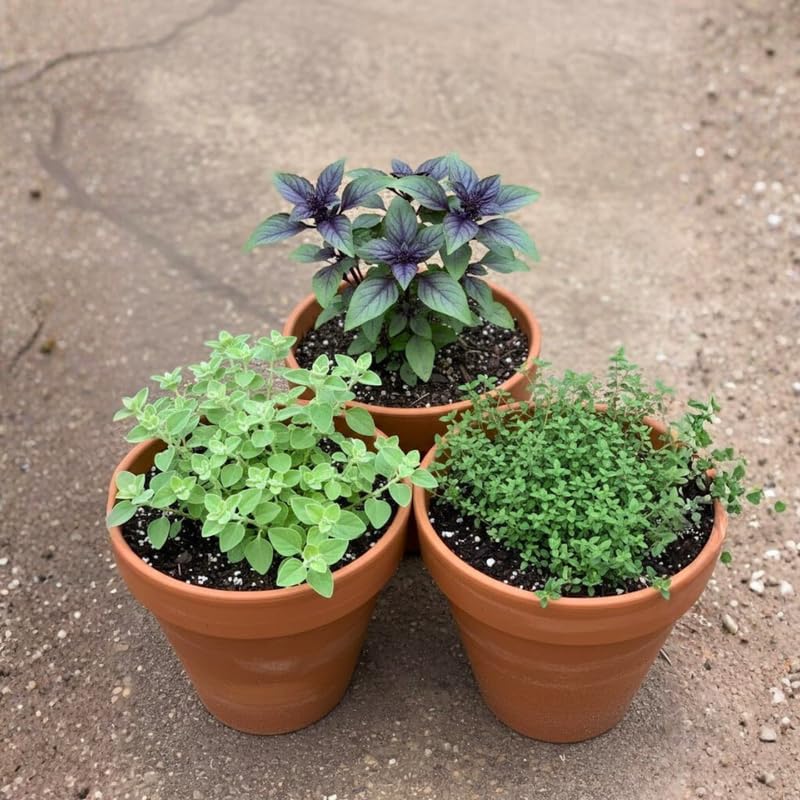 Set 4 Assorted Herb Live Plants, Fragrant and Edible Herbs Packs (Lemon Balm, Mint, Basil, Rosemary and Other Herb Varieties), Well Rooted 4-6'' Tall