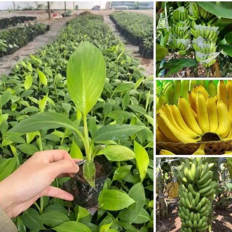 Dwarf Cavendish Banana Tree High Yield, Banana Live Plant Tropical Fruit, Easy to Plant Outdoor Banana Plants, 5-7 Inc Tall, Well-Rooted, No Pot, Winter Hardy