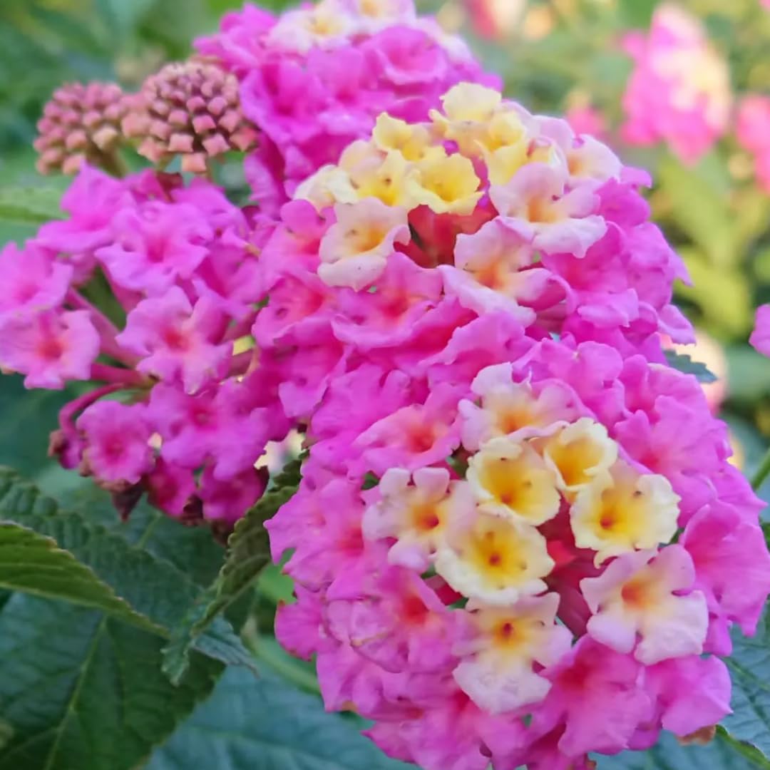 2 Pink Lantana Plants Live, 5 to 7 Inches Tall, Lantana Live Plants for Planting Outdoors, Perennial Flower Plant