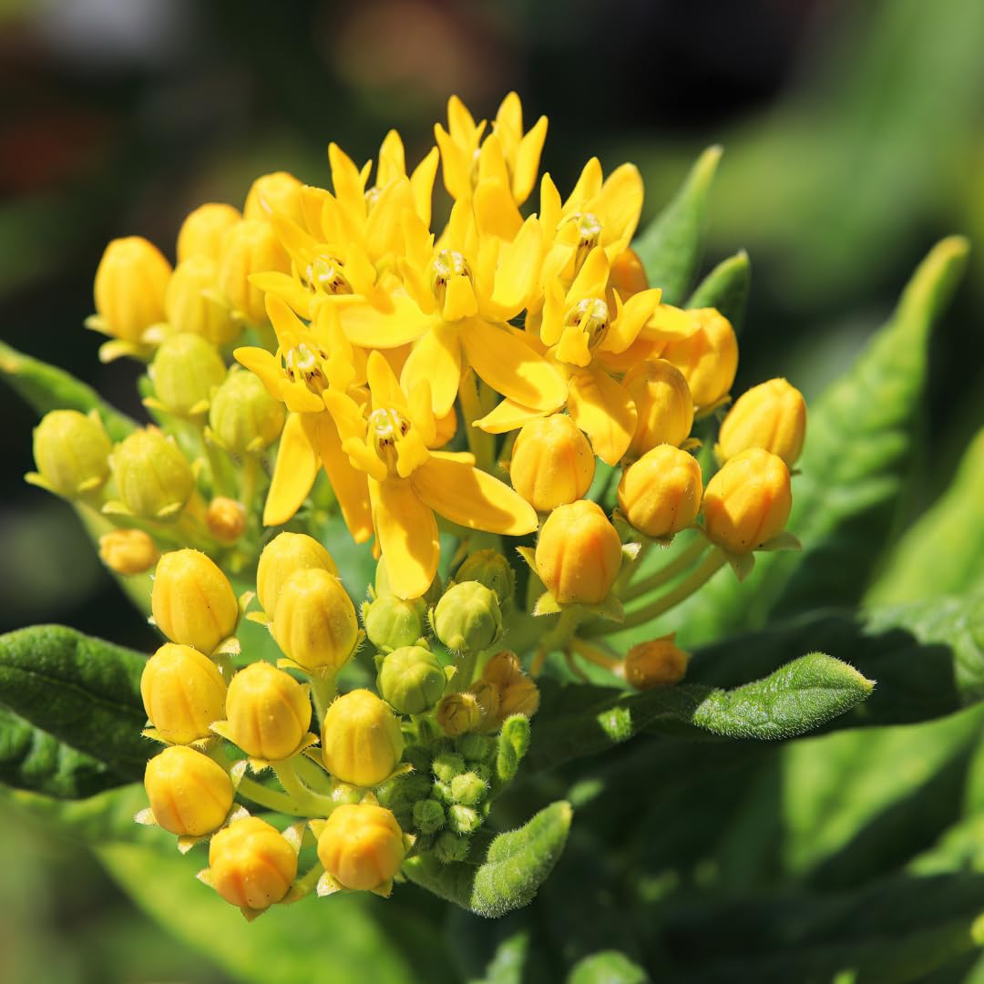 Set of 2 Live Milkweed Plants, Perennial Butterfly Milkweed Plants, Asclepias Tuberosa Plant, 5-8 Inch Tall for Indoor or Outdoor Planting, No Pot (Yellow Milkweed)