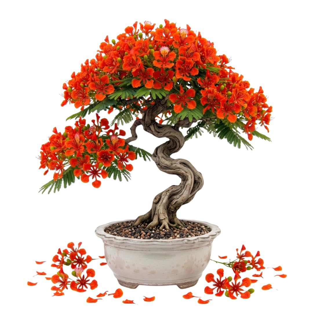 Live Royal Poinciana Tree Plant, Flamboyant Tree Live Plant, Tropical Flowering Flamboyant Tree, 2-3 Feet Tall in 1 Gallon Pot for Outdoor Landscapes, No Ship to CA