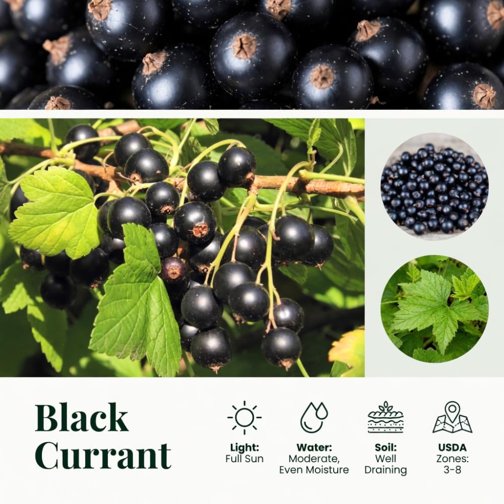 Black Currant Plant Live, Currant Bush, Fruit Bearing Berry, 3-6" Tall