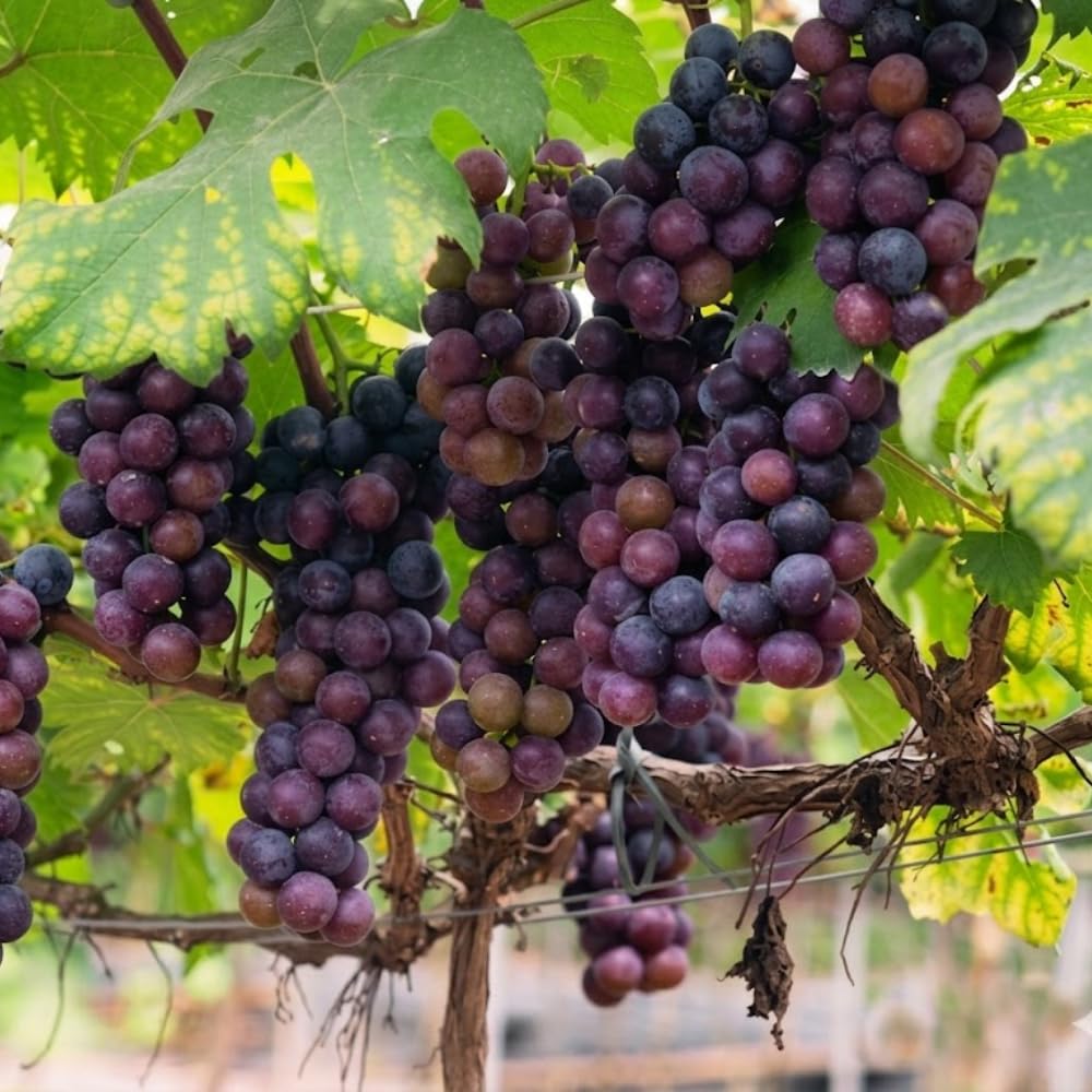 Muscadine Grapes Plant in 1 Gal Pot, Large Purple Muscadine Grape Vine, 20-24 Inc Tall, Hardy Fruit Grape Climbing Vine for Backyard Trellis, Fence, Well-Rooted, No Ship to CA