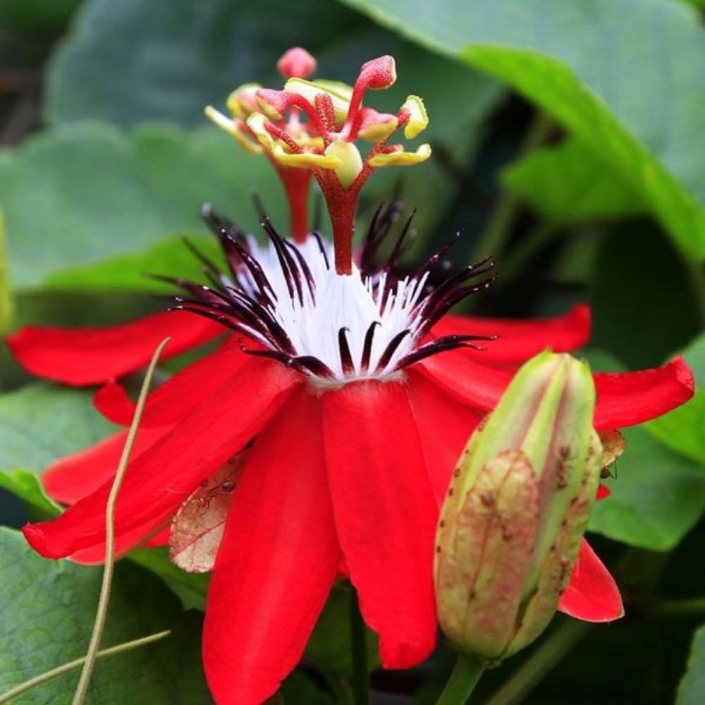 2 Red Passion Flower Plant, Passion Flower Vine Live Plant for Gardening Indoor Outdoor, 5 to 7 Inches Tall