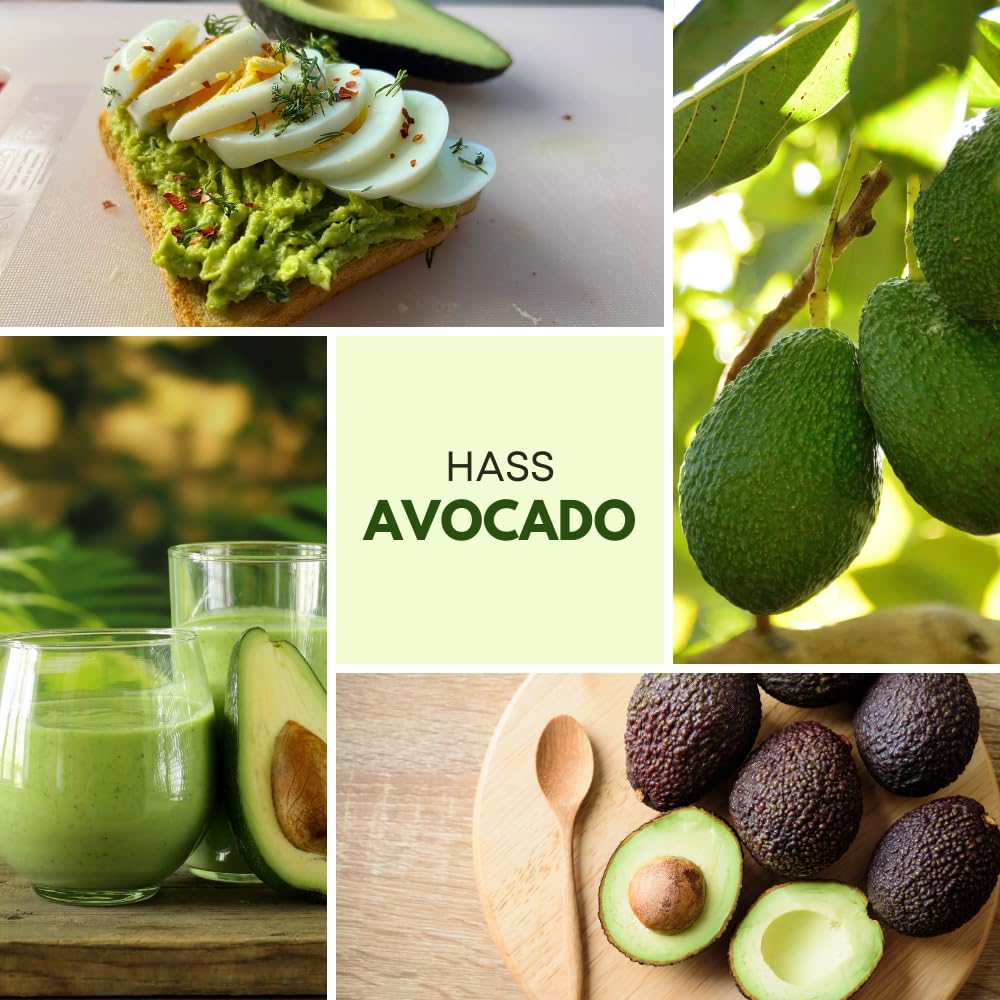 Avocado Tree Live Plant, HASS Avocado Plants Live in 3 Gallon Pot, Cold Hardy Fruit Tree for Outdoor Growing
