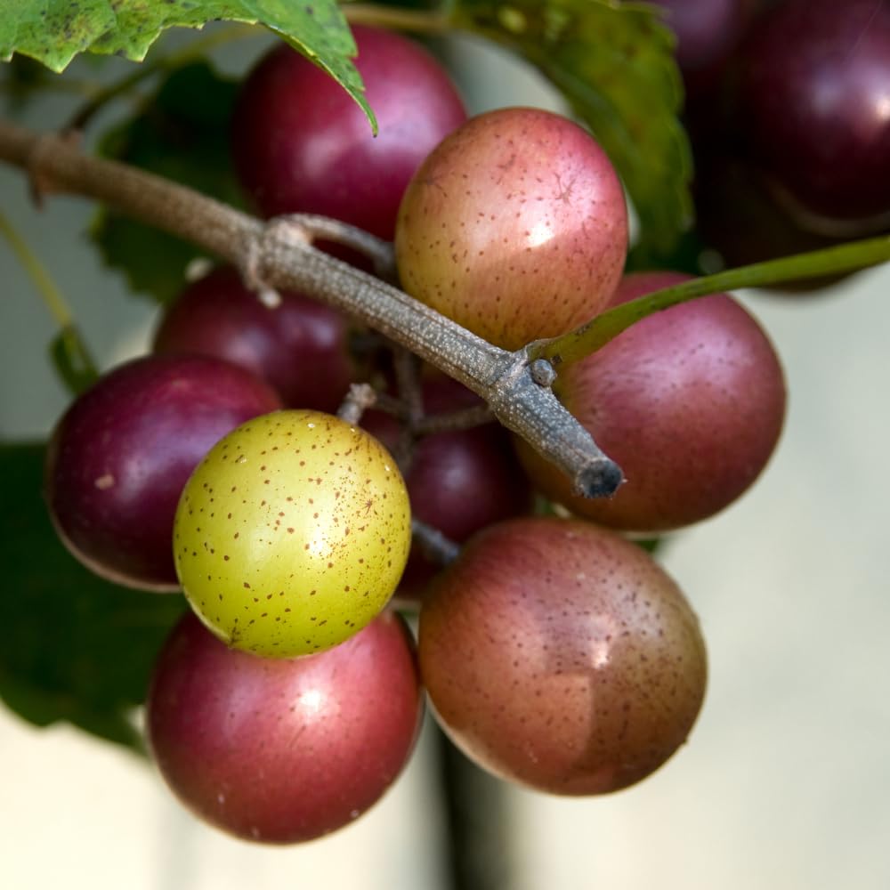 Live Muscadine Grape Plant, Grape Vine 20-24" Tall in Gallon Pot, Outdoor Fruit Vine for Garden, No Ship to CA