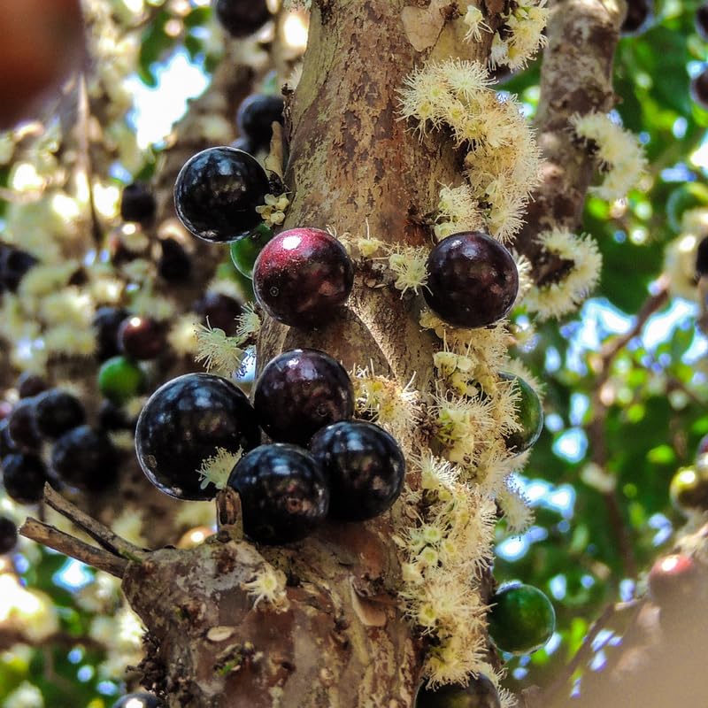 Jaboticaba Tree Plant, 1-2 Ft Tall Black Jaboticaba Fruit Live Plant in 3 Gallon Pot, Perennial, Tropical Fruit Plants, No Ship to CA