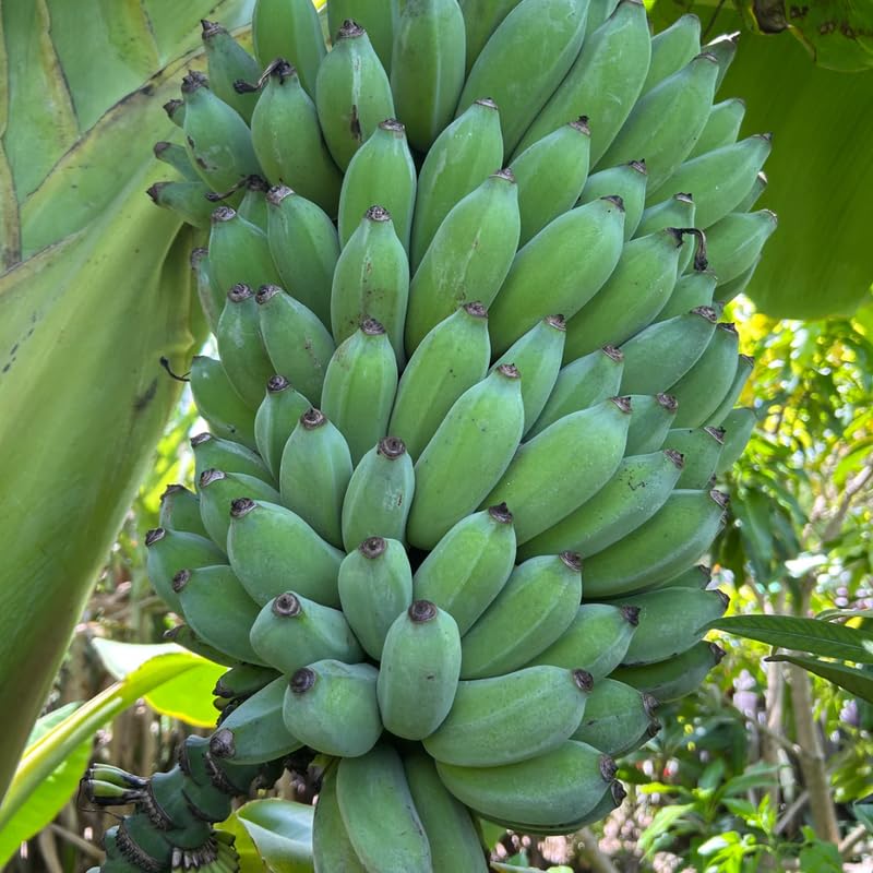 Grand Nain Banana Tree High Yield, Banana Live Plant Tropical Fruit, Easy to Plant Outdoor Banana Plants, 5-7 Inc Tall, Well-Rooted, No Pot, Winter Hardy