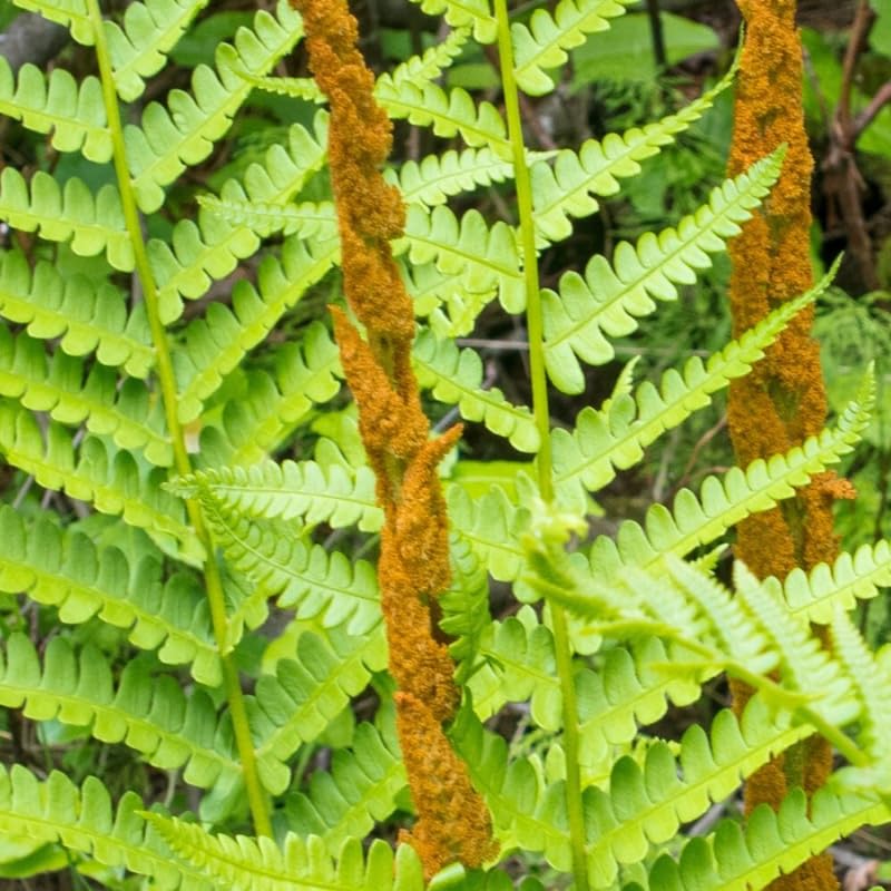 5 Cinnamon Ferns Live Plants Rhizomes, Ferns Live Plants Outdoors Indoors, Pack 5 Bare Roots
