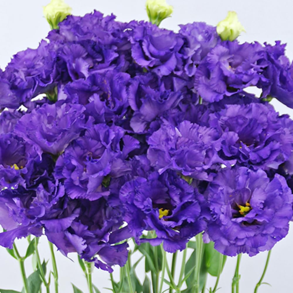 Sets 2 Striking Blue Lisianthus Eustoma Live Plants, Plug Size, Well-Rooted, Texas Bluebell, Thornless Love Rose Plant, Spring to Fall Bloom, 2-4" in Tall Starter