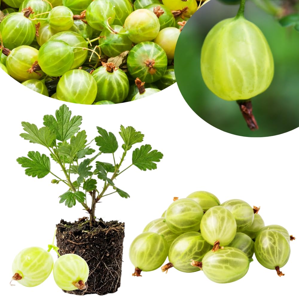 Sweet Gooseberry Plant Live, Gooseberry Bush, 4-6 Inch Tall