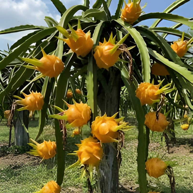 Set of 3 Yellow Dragon Fruit Plants Live, 4-7 Inches Tall, Tropical Dragonfruit Cactus Tree for Outdoor Spring Growing