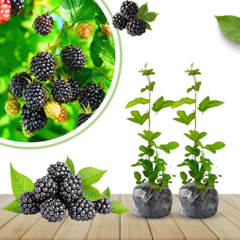Pack 2 BlackBerry Plants Live, 4-8 Inch Tall, Random Blackberries Fully Rooted High Yield Berry Plants for Outdoor Planting