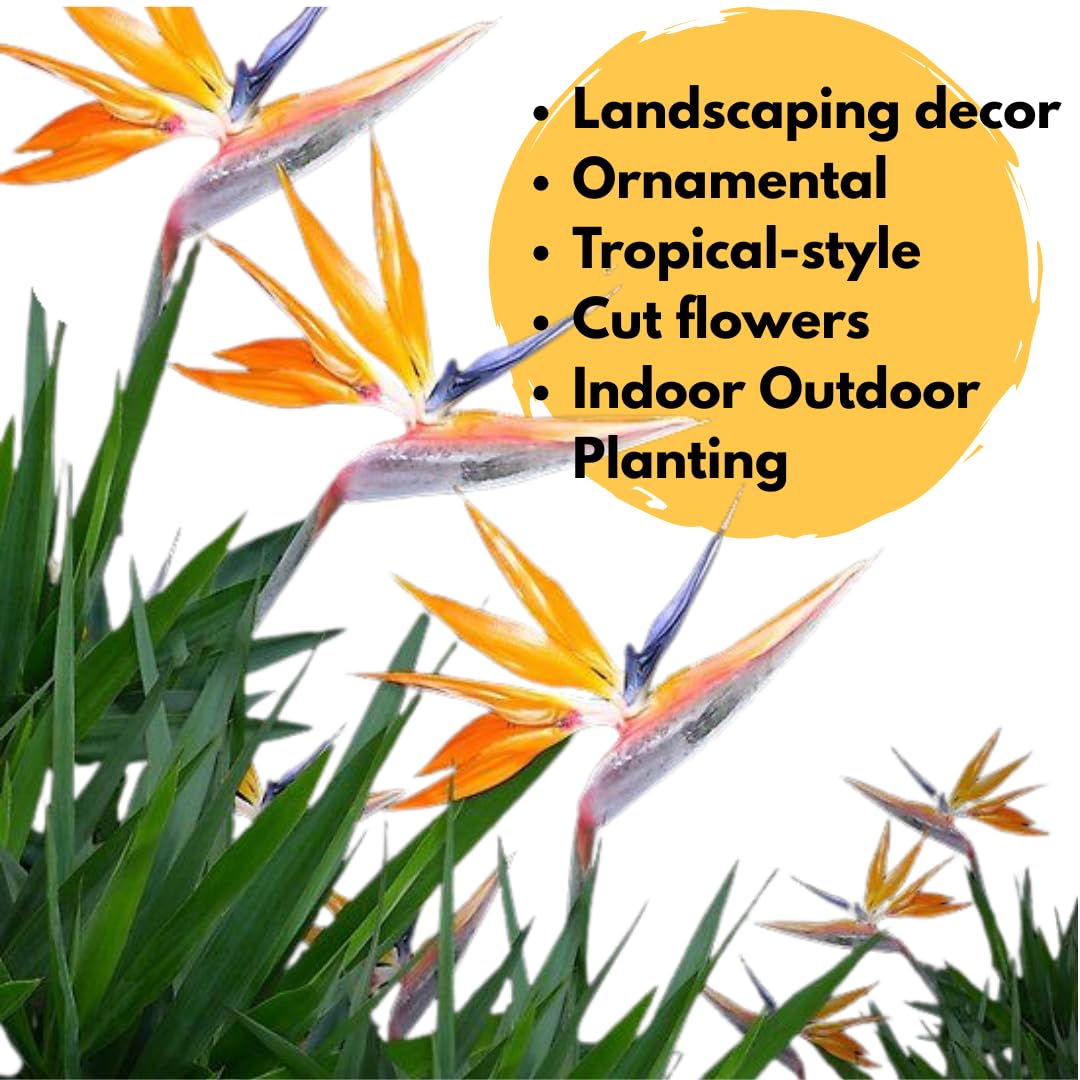 2 Mix Bird of Paradise Plants Live, Cold Hardy, 4-7" in Tall, Fast Growing, Strelitzia Reginae Flower for Spring Landscaping Ornamental Indoor Outdoor