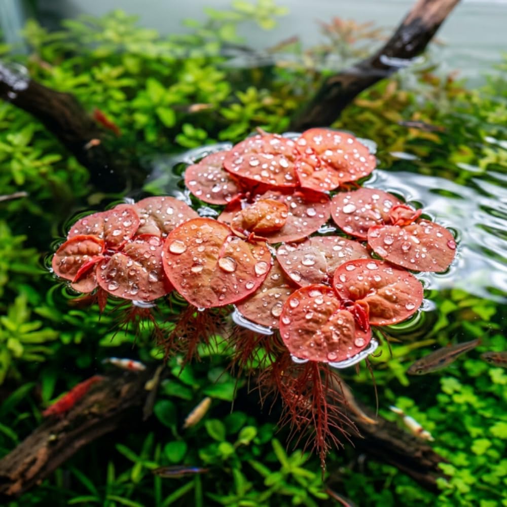 Red Root Floater Plants Live, 30+ Floating Plants