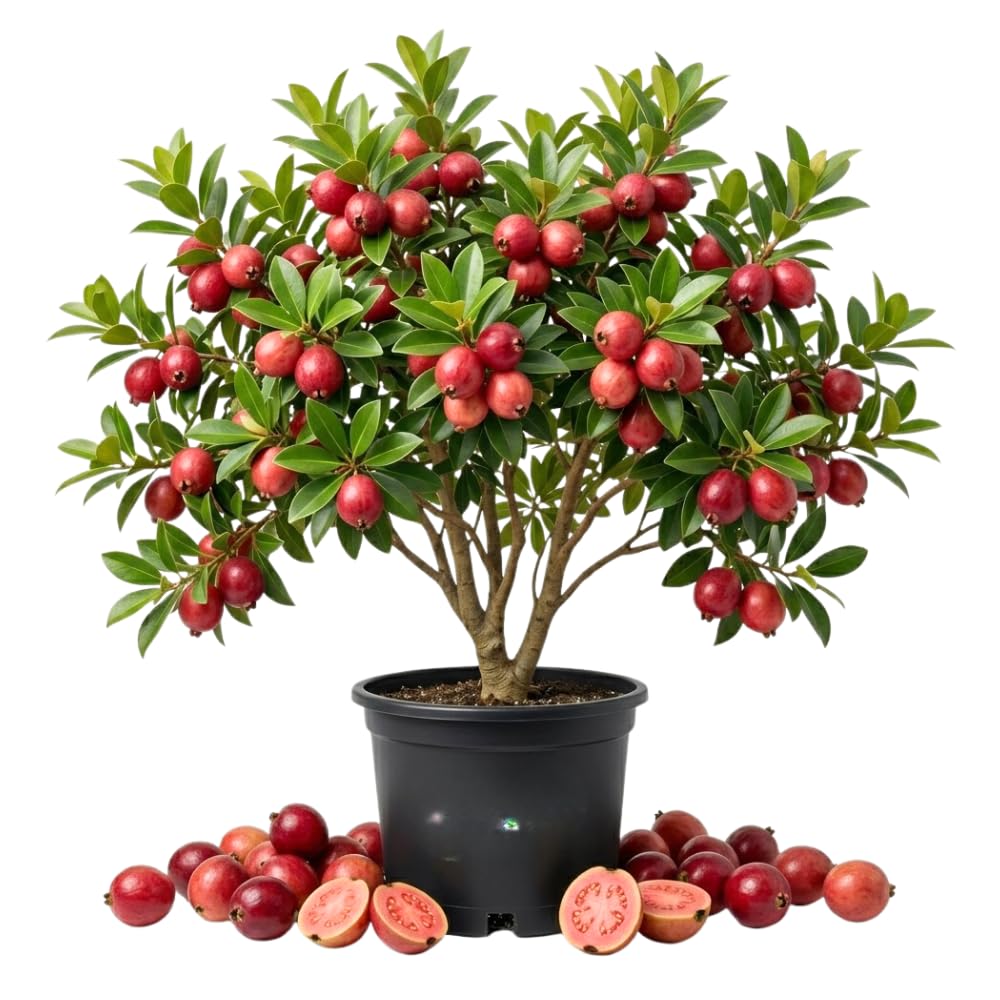 Strawberry Guava Tree Live Plant, Red Guava Fruit Tree, Sweet Tropical Fruit, 1 Feet Tall in 1 Gallon Pot, No Ship to CA
