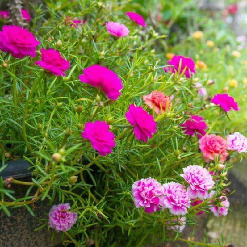 2 Moss Rose Portulaca Plants Live, Double Flowered Moss Rose Plugs 3-5" Tall, Pink Flowers