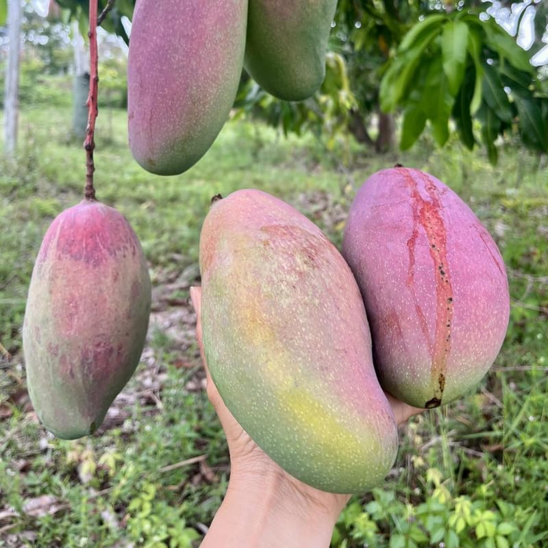 Sweet Large Mango Tree Live Plant, Fully Rooted in 3 Gallon Pot, Tropical Mango Fruit Tree for Indoor or Outdoor Growing