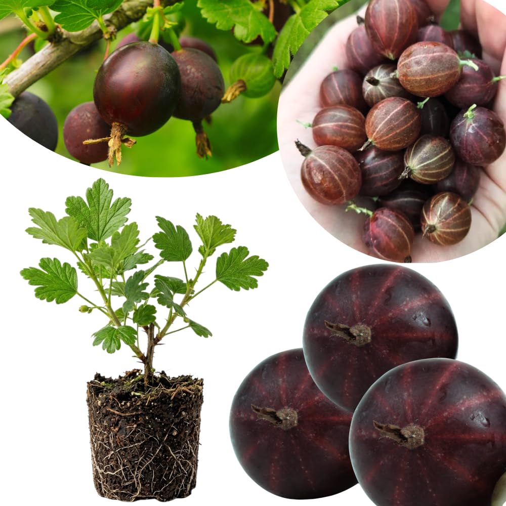 Black Velvet Gooseberry Plant Live, Gooseberry Bush, 4-6 Inch Tall