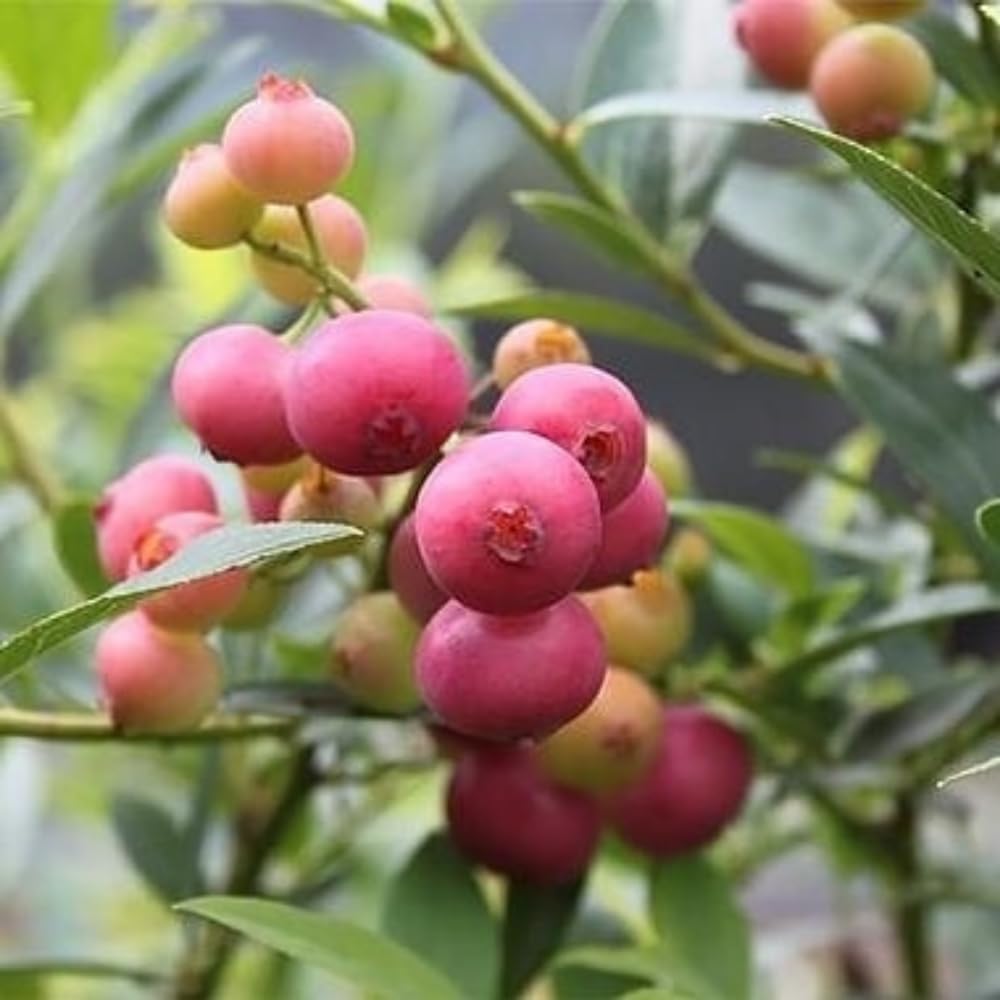 Pink Lemonade Blueberry Live Plant, 1' Tall in 1 Gallon Pot, Pink Fruit Plant, Fully Rooted Blueberry Bush, Sweet Edible Garden Plant, No Ship to CA